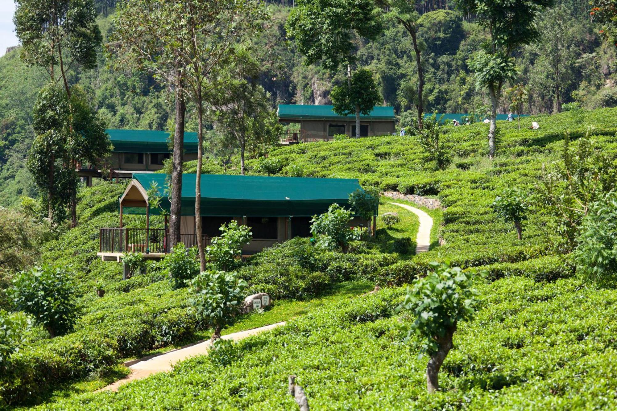 Madulkelle Tea And Eco Lodge Kandy Dış mekan fotoğraf